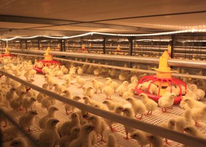 Ferme de poulets de chair à structure métallique avec équipement entièrement automatique