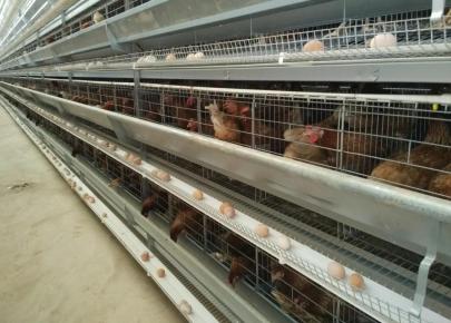 Full auto H Type Cage Poultry Farm Equipment