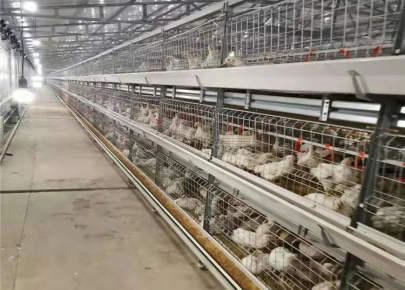 A type chicken farming cage layer livestock filed