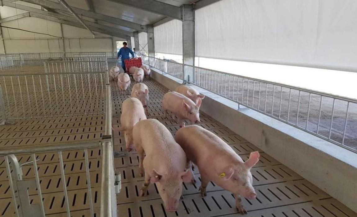 Pig farm