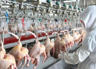 Abattoir à structure métallique pour poulets