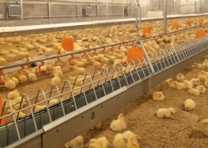 Service complet clé en main pour un équipement entièrement automatique Élevage de poulets